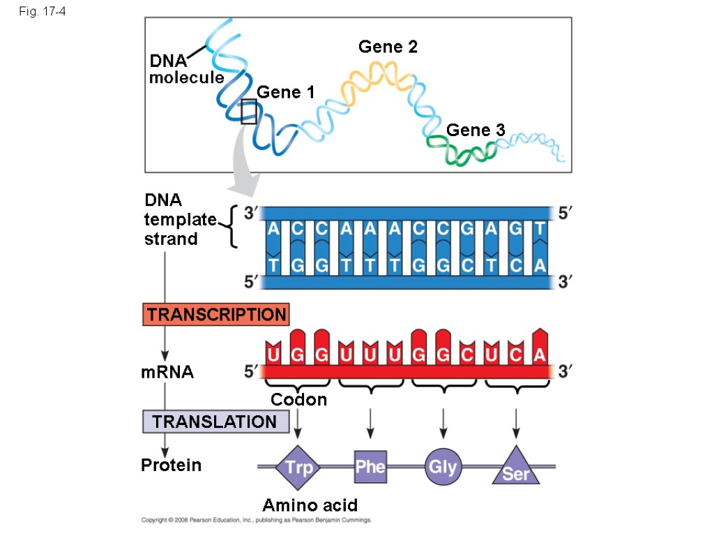 Fig. 17-4 DNA molecule Gene 1 Gene 2 Gene 3 DNA template strand TRANSCRIPTION